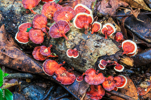 Mushrooms in the forest at Doi Inthanon National park in Chiangmai province of Thailand