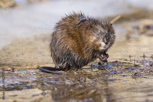 Muskrat in spring