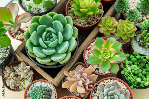 Top view of various of succulent plant pot- echeveria, sempervivum,flowering plants