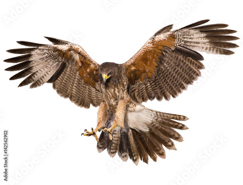 Falcon landing swoop hand draw and paint color on white background illustration.