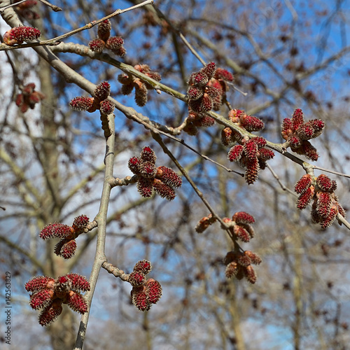 The red alder catkins.