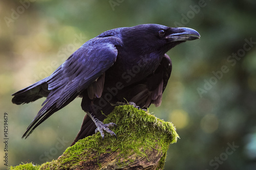 raven bird
