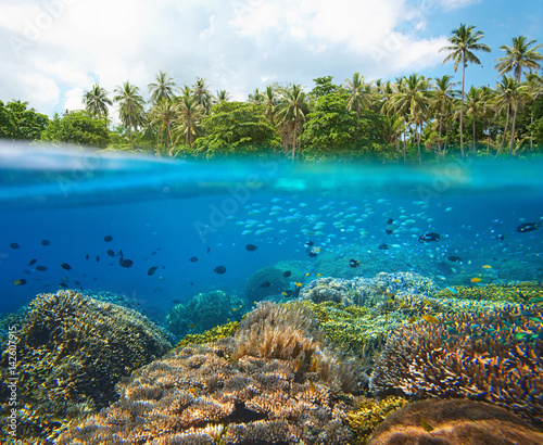 Coral reef with many small colorful fish in tropical sea on a background of coast island