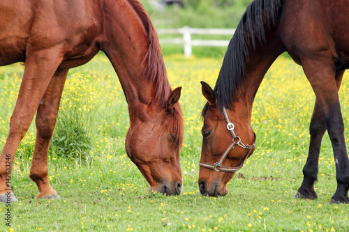 Two horses grazing on the pasture