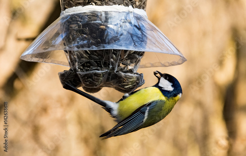 Great tit at a bird feeder taking a sunflower seed 