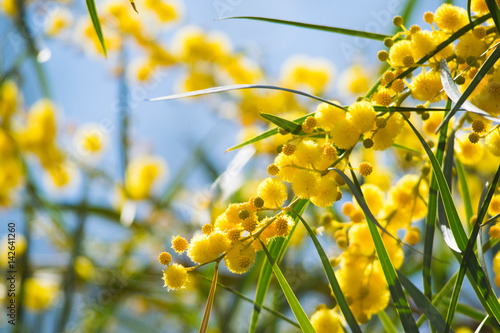 Blossoming of mimosa tree (Acacia pycnantha, golden wattle) close up in spring, bright yellow flowers, coojong, golden wreath wattle, orange wattle, blue-leafed wattle, acacia saligna