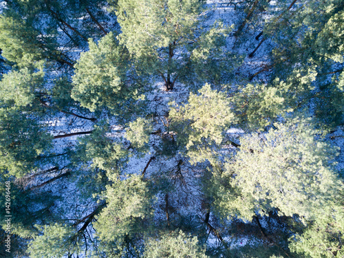 Aerial view of trees