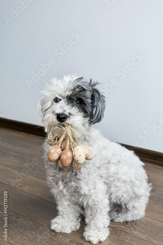 poodle dog holding Easter eggs in the mouth .Easter time 