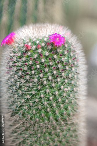 Beautiful cactus with purple flower in the garden. selective focus