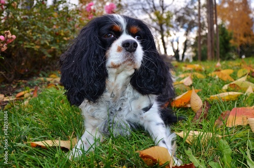 Cavalier King Charles Spaniel