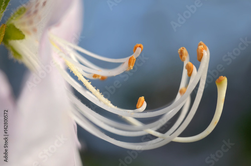 Azalia Schlippenbacha, Rhododendron schlippenbachii, azalia królewska