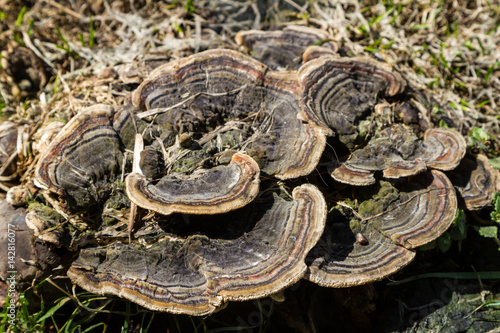 Wood mushroom on a stump