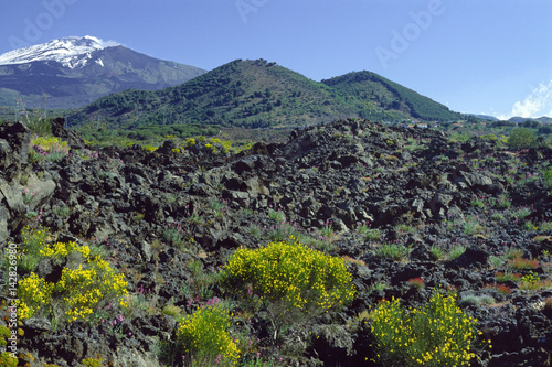 Etna veduta con Monti Rossi e ginestra fiorita