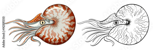 Animal outline for nautilus shell