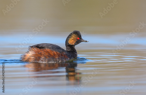 Black necked grebe in first morning light.