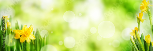 Jaskrawy - zielony wiosny panoramy tło