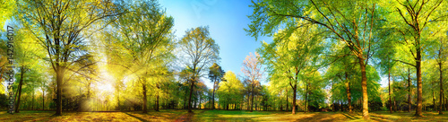 Wspaniała panoramiczna wiosenna sceneria ze słońcem pięknie oświetlającym świeże zielone liście