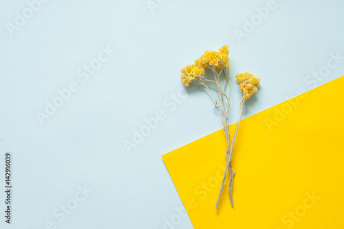 Twigs of dried immortelle on a pastel background