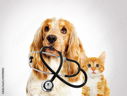 portrait vet dog spaniel And a kitten on a gray background
