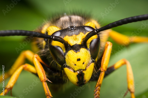 Wasp portrait extreme macro very detailed and sharp