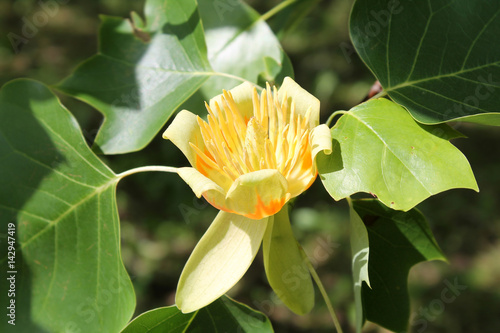 Flower of tulip tree (Liriodendron tulipifera)