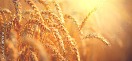 Wheat field. Ears of golden wheat closeup. Harvest concept