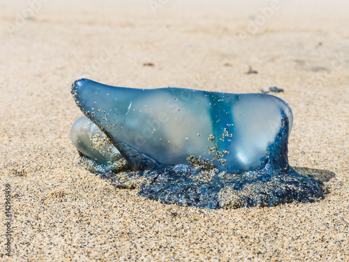 Blue bottle jellyfish on a sandy beach still in full dimension at bright sunlight.