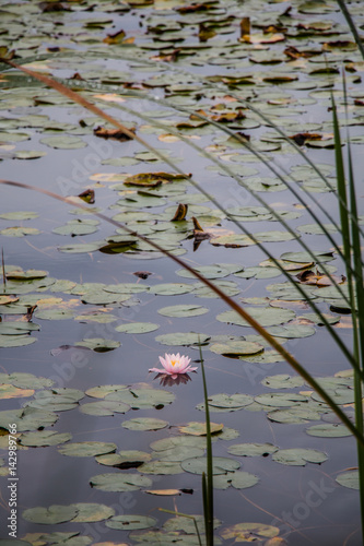 Water Lily in Hamilton lake, New Zealand