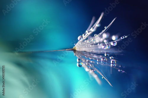 Dandelion flower in droplets of water dew on a blue colored background with a mirror reflection of a macro. beauty of nature bright abstract artistic image.