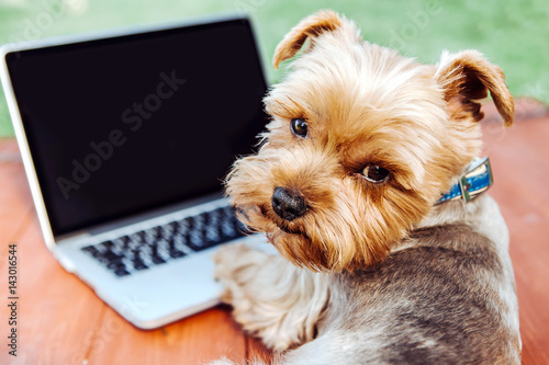 Portrait of a Yorkshire Terrier dog in front of a laptop outdoor on a meadow..