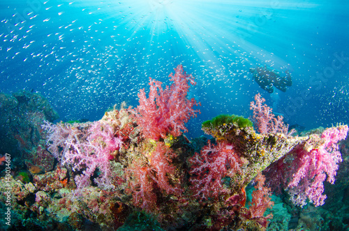 Wonderful and beautiful underwater world with corals, fish, scuba diver and sunlight