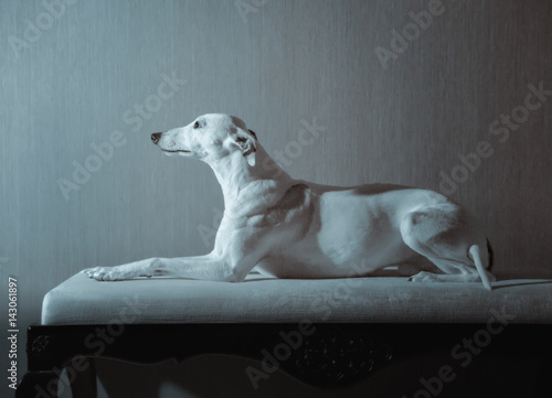 White whippet dog lies on the white sofa on gray background