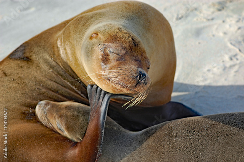 close up of sea lion scratching on Galapagos beach