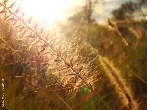 Grass blowing in the wind as the sun goes down