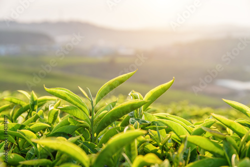 Closeup view of young bright green tea leaves at sunset