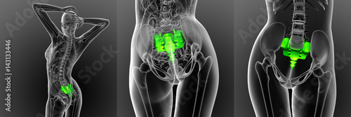 3d rendering medical illustration of the sacrum bone