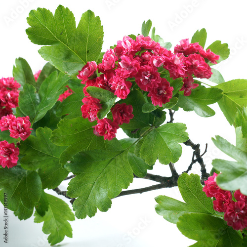 Crataegus x media Paul's Scarlet / Hawthorn