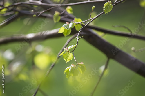 green spring branches background