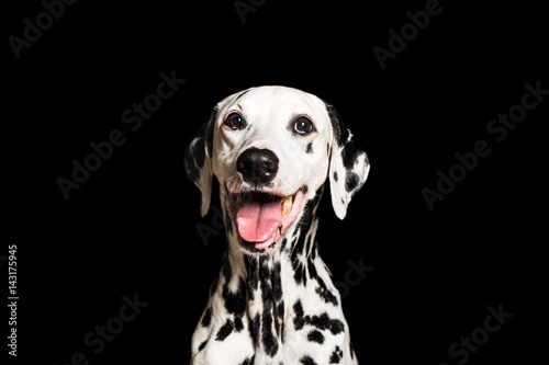 Dalmatian breathing with mouth