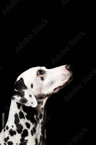 Beautiful Dalmatian on black