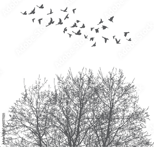 Silhouette of flying birds and tree vector illustration