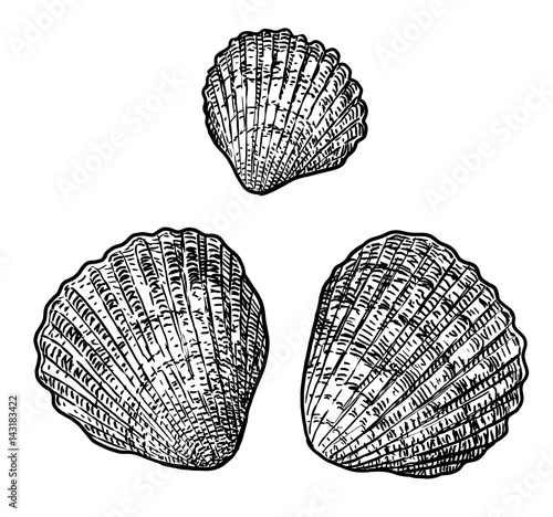 Cockle clam illustration, drawing, engraving, ink, line art, vector 