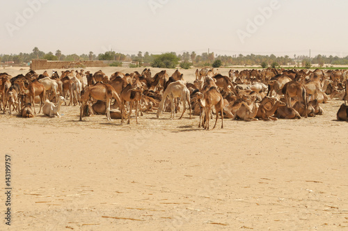 Herd of African camels ( dromedaries) in Sudan 