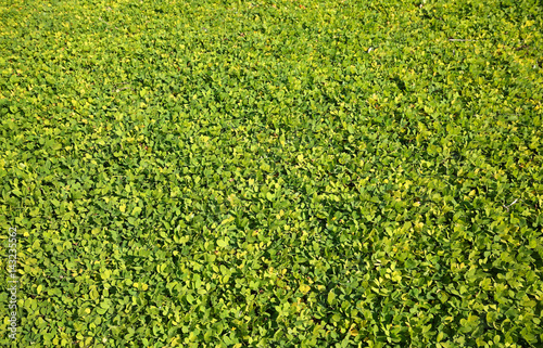 Lawn full of ornamental perennial peanut used to replace grass, a drought resistant, low maintenance ground cover, a relative of the edible peanut.