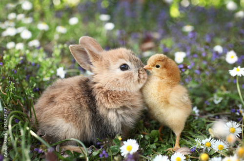 Best friends bunny rabbit and chick are kissing