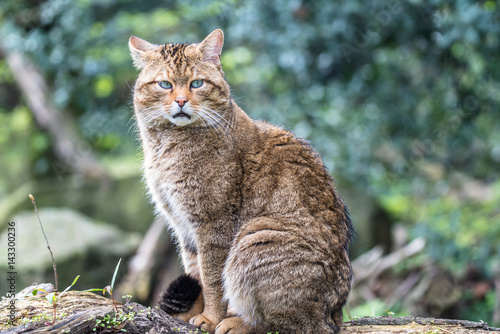 Wild European cat relaxing in the sun in the zoo