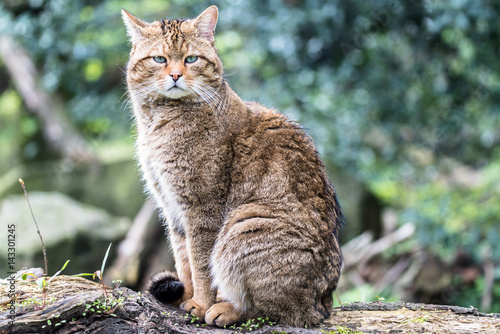 Wild European cat relaxing in the sun in the zoo