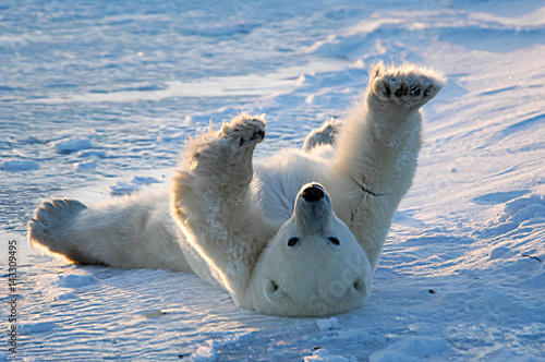 Polar bear awakens and stretches in Churchill, Manitoba, Canada