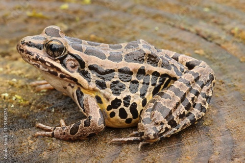 Pickerel Frog (Lithobates Rana palustris)