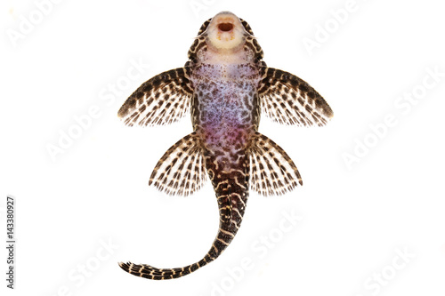 Pleco Catfish L-260 Queen Arabesque Hypostomus sp Plecostomus aquarium fish 